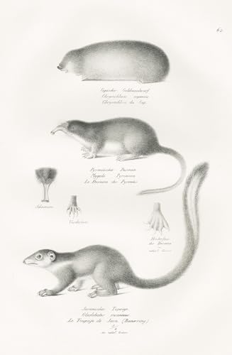 Capischer Goldmaulwurf / Pyrenäischer Desman / Javanischer Tupaiye - Goldmull Golden moles / Pyrenäen-Desman Pyrenean desman / Zwergspitzhörnchen pygmy treeshrew / Maulwurf mole