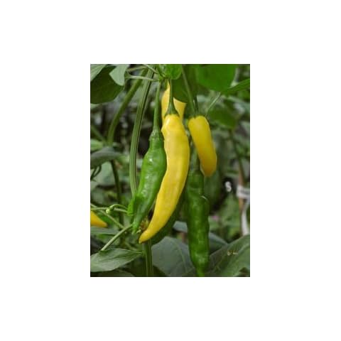 Just Seed Chili Pepper Hot Lemon Seeds Cover