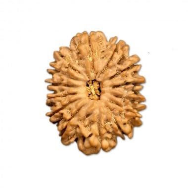 14 Mukhi Rudraksha du Népal apaisez le stress avec ce bois brut