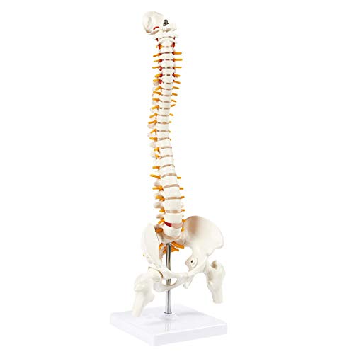 Image of 45cm Tall Human Vertebral Column Anatomy Spine Model for Chiropractor and Osteopath | Learn Spinal Anatomy In No Time With This Spine Model