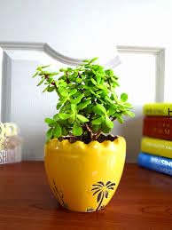 See full amazon price history chart for Table planter for Office desk - Good Luck Jade Plant,perfect for Green Ambiance and Positive Vibes! plants (Pack of 1 Live plant) Table planter for Office desk - Good Luck Jade Plant,perfect for Green Ambiance and Positive Vibes! plants (Pack of 1 Live plant) (B0D8YJLGLG) Amazon Price History, Amazon Price Tracker