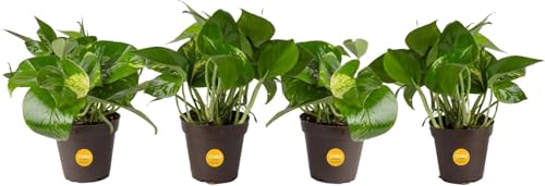 Costa Farms Pothos Live Plants, Devil's Ivy in...
