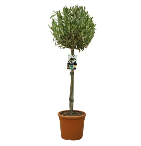 Olea europaea – Olivenbaum Hochstamm 130 cm | Topf Ø 25 cm