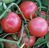 tomate rosa de la reina recetas Cantidad del paquete del artículo: 1, No. de semillas: 30