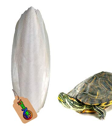 See full amazon price history chart for DreamAuro Natural Calcium Source Cuttlebone Fish for Turtle (200grm) DreamAuro Natural Calcium Source Cuttlebone Fish for Turtle (200grm) (B08C9F7GFH) Amazon Price History, Amazon Price Tracker