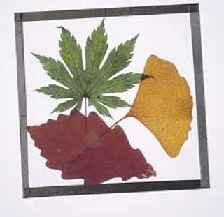 Nature-Watch Pressed Leaf Coaster Craft Kit (Makes 25 Projects)