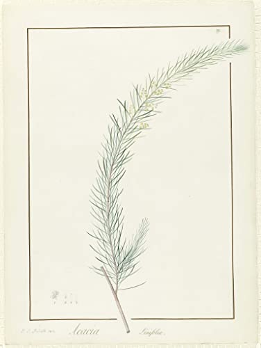 Toile Murale Abstraite Salon Acacia Linifolia : Solution Déco Mur Vide 60x90cm