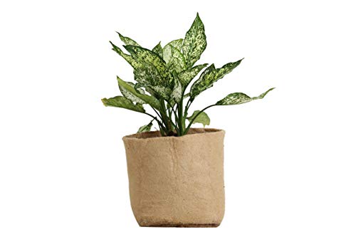 5-Pack-of-I-Gallon-Biodegradable-Grow-Pot-Nursery-Pots-Growing-Plants-Plastic-Free-Flowers-Vegetable-Planter-Potting-Bags-Jute-Fabric-Planting-Smart-Design-Pots