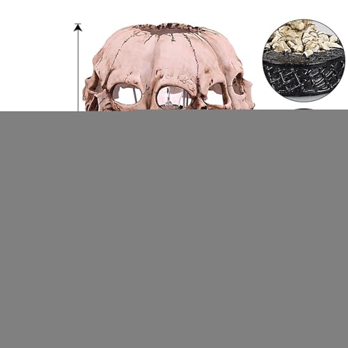 Lampe à crâne d'Halloween avec 4 têtes en résine et effet 3D - 4