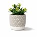 Kurrajong Farmhouse 8" x 5" Artificial Succulent Plant in Concrete Cement Pot, Beautiful Feaux Plant for Home Decor, Artificial Plants, Fake Plant Decor