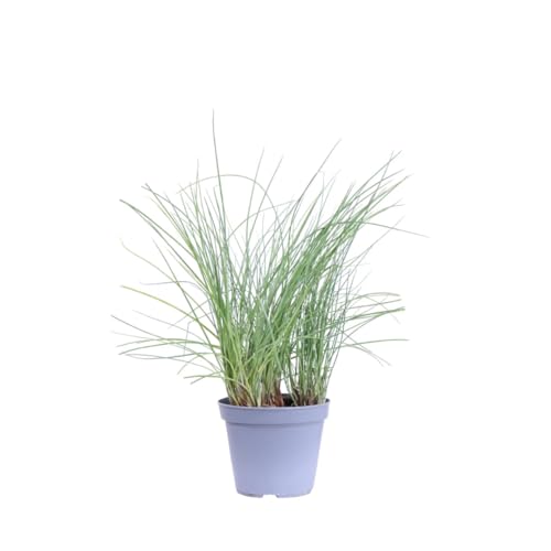 vivaio garden forest, erba cipollina (allium schoenoprasum) - pianta aromatica perenne, foglie tubolari verde scuro dal sapore delicato tipo cipolla, per vaso e orto