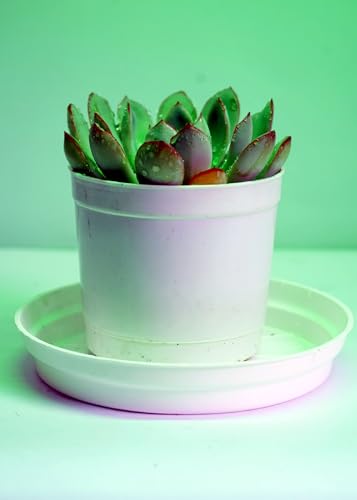 Image of Bigreen Pack of 2 Vishnu Kamal and Laxmi Kamal Succulent Plants with Pots Elegant Indoor and Outdoor Decoration