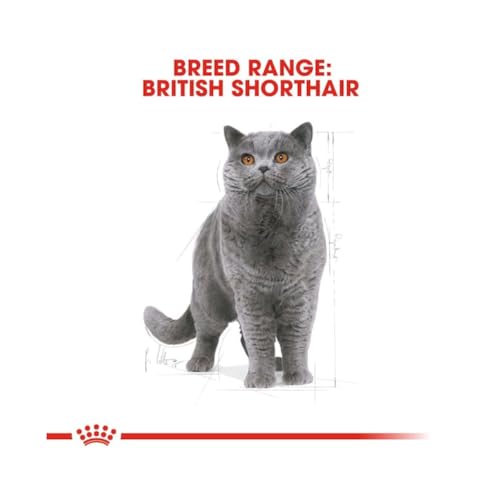 Royal Canin British Shorthair Adult | 4er Pack | 4 x 400 g | Alleinfuttermittel für British Shorthair Katzen | Speziell für Britisch Kurzhaar Katzen entwickelt | Ab dem 12. Monat