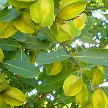 Arjuna Plant Arjun Tree Plant (B0DCVSQ6ZK) Amazon Price History, Amazon Price Tracker