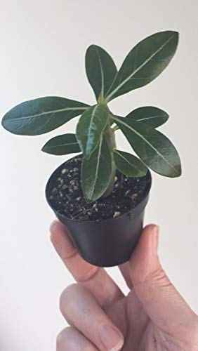 Adenium obesum Desert Rose - 5.5cm Pot Mixed Colours Succulent Shrub Grown in The UK