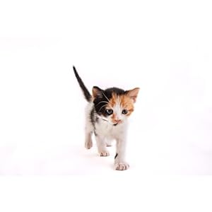 Hartz Powdered Kitten Milk Replacer Formula 11oz Cucciolini Doodles Hartz powdered kitten milk replacer formula 11oz cucciolini doodles