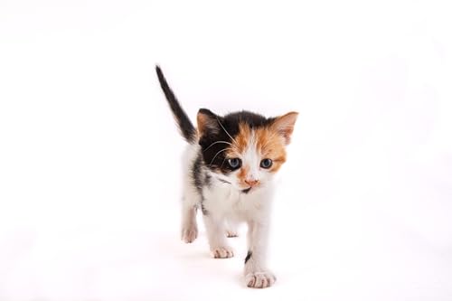 Hartz Powdered Kitten Milk Replacer Formula 11oz Cucciolini Doodles Hartz powdered kitten milk replacer formula 11oz cucciolini doodles