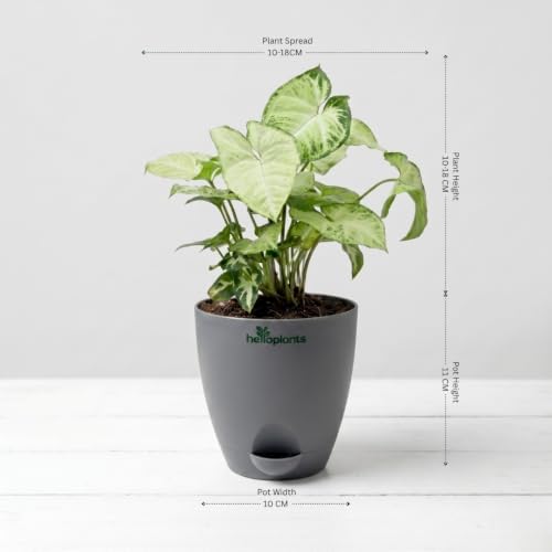 Image of ZZ Green, Lucky Bamboo & Syngonium Green Live Indoor 3-Plant Combo in 4-Inch Self-Watering Matte Grey Pots | Low-Maintenance, Air-Purifying Houseplants for Home, Office & Desk Decor
