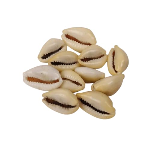 BRIJRANI POSHAK LAXMI Yellow KAUDI |Original LAXMI PEELI KAUDI for VASTU and PUJA |KAUDI Shell for Diwali PUJAN,VASTU and PUJA Rituals |(Pack of 11)-image-15
