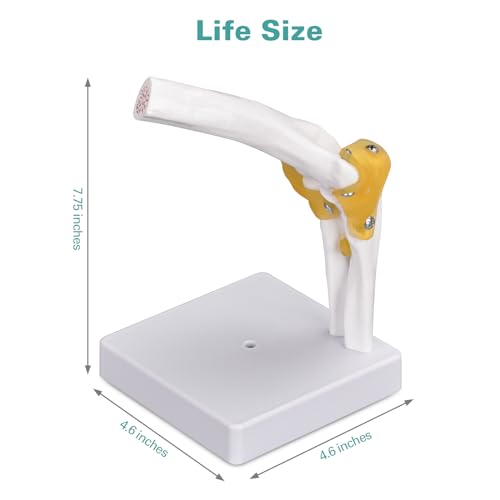 Image of Ultrassist Human Elbow Joint Model with Ligaments, Flexible Knee Joint Model, Human Knee Joint Anatomy Model, Best Teaching Tool for Patient Education & Anatomy Study