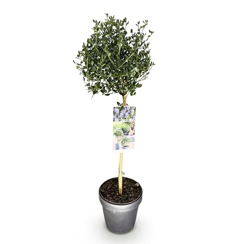 GreenboutiQ - Plante sur tige - Ceanothus impressus Victoria - Plante de terrasse - Persistant - Résistant au froid - Fleur violette - Pot 19cm Hauteur 90cm
