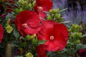 Cranberry Crush Hibiscus Plant (B0BZWZ95D9) Amazon Price History, Amazon Price Tracker