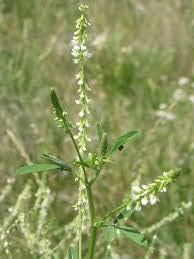 White Blossom Sweet Clover 5LB