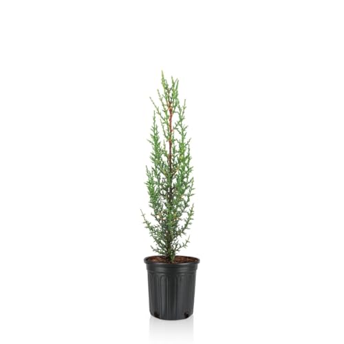 Dwarf Italian Cypress Tree – Live Mediterranean Evergreen for Landscaping, Low Maintenance, Air Purifying Outdoor Plant, Perfect for Garden Hedges and Privacy Screens (1gal Pot, 1-2ft)