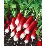 French Breakfast Radish Seeds - Raphanus Sativus - 3 Grams - Approx 300 Gardening Seeds - Vegetable Garden Seed