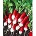 French Breakfast Radish Seeds - Raphanus Sativus - 3 Grams - Approx 300 Gardening Seeds - Vegetable Garden Seed