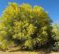 Blue Palo Verde Tree 15 Semillas