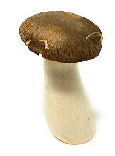 Mushroom Trumpet Organic, 0.5lb