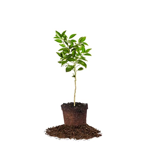 Plants Agora Certified | Live Blood Orange Tree | Great For Indoors, Outdoors, And Every Patio | Available For Single Purchase Or Pack Of Two #TOP19