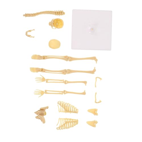 PRETYZOOM Human Skeleton Model Skeleton Decor Skeleton Man Skeleton Mannequin Assembly Manikin Simulation Mannequin Plastic