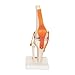 Produktbild 66Fit Anatomisches, menschliches Kniegelenk-Modell
