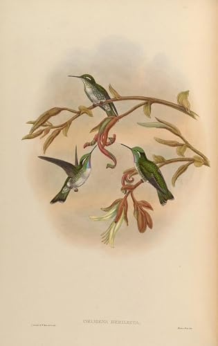 Tableau d'art Mural Animal Oiseau Coeligena Hemileuca Style Vintage 60x90