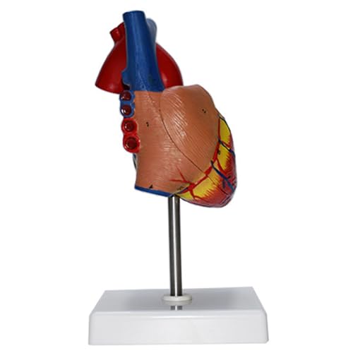 Image of Haobase Life Size Human Heart Anatomical Model, 2-Part Educational Medical Display with Stand