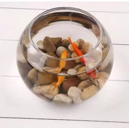 Image of Beautiful Clear Glass Pot for Lucky Bamboo Tree /Money Plant (Without Tree) Glass Container Set
