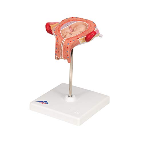 Image of 3B Scientific L10 /3 3rd Month Embryo - 3B Smart Anatomy