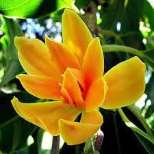 Golden Champa| Swarna Champa| Orange Swarna Champa|Sonchafa Flower |Michelia Hirwa Chafa| Magnolia Champaca|Champak Chafa Flower Plant Pack Of 1 Hybrid Healthy Live Plant (B0CZDXG1FZ) Amazon Price History, Amazon Price Tracker