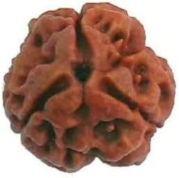 USPTO Three Mukhi Rudraksha Original Certified Natural & Pure Teen Mukhi Rudrachh Brown Deep Lines Rudracham Super Nepali Ruthratcham Original 3 Face for Mala Making 3 मुखी रुद्राक्ष ओरिजनल