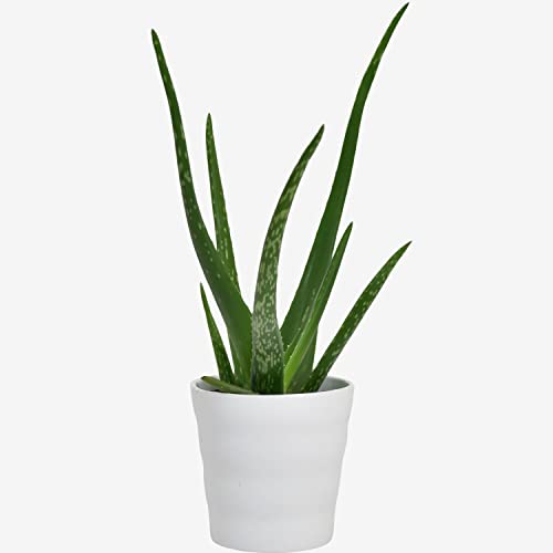 Aloe Vera Houseplant – Indoor Air-Purifying Plant for Home & Office – Easy Care, Low Maintenance