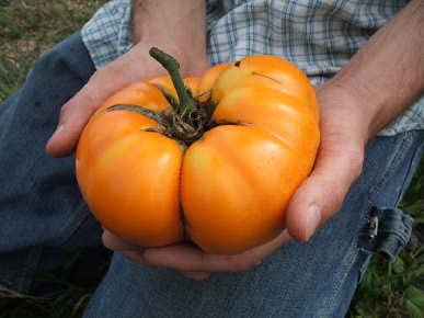 Golden Hills Farm tomato yellow brandywine 40-61 seeds