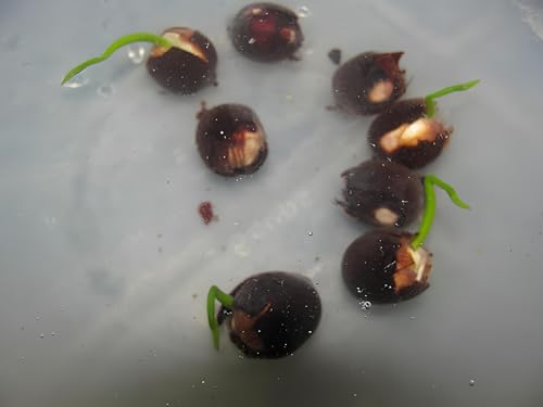 NooElec Seeds India 25+ Seeds- Mix Lotus Flower Seeds For Home Garden - Water Lily Like Flower Seeds.