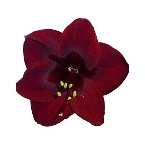 Black Pearl Amaryllis Bulb - Single Blooming Amaryllis, Easy to Grow Bulbs Cover