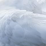 ensemble pureness bultex  Pureness