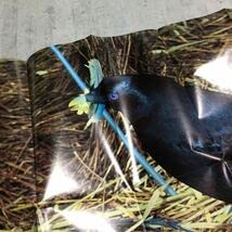 Amazon.co.jp: 90s comme des garons poster for client only