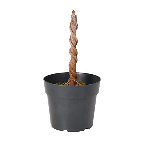 Home Heritage 3 Foot Artificial Topiary Tree w/Clear Lights for Entryway Decor