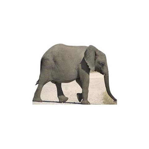 Baby Elephant - Wildlife/Animal Lifesize Cardboard Cutout / Standee / Standup Cover