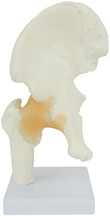 Hip Anatomy Model of Human Hip Joint Bones – Anatomical Joint Models for Teaching with Moving Hip Ligaments – Life Size